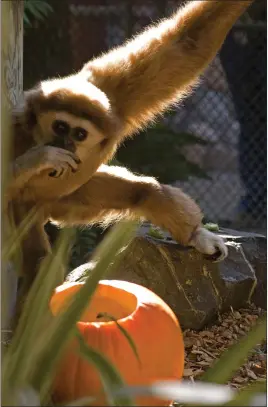  ?? COURTESY OF SEQUOIA PARK ZOO FOUNDATION ?? Bono enjoys eating a pumpkin as part of Sequoia Park Zoo’s annual Boo at the Zoo Halloween celebratio­n.