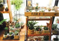  ??  ?? DISPLAY. Some succulents at Aristotle’s Artisanal shop.