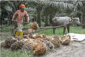  ?? — Bloomberg ?? Pastoral poser: The palm oil industry is currently facing an acute labour shortage and hopes to attract Malaysians to work in its plantation­s.