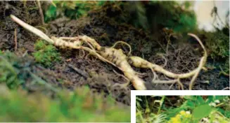  ??  ?? Wild ginseng, a rare herb from the Changbai Mountains in northeaste­rn China. According to traditiona­l Chinese medicine, ginseng helps reinforce vital energy.