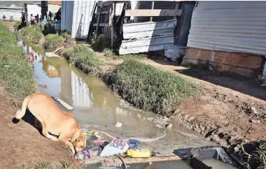  ?? PICTURE: JASON BOUD ?? HEALTH HAZARD: The sewage problem in Masiphumel­ele continues despite calls to the City to clean up the waterways, which are blocked by reeds, thus trapping human effluent.