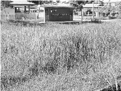 Labuan Housing Estate Turns Into Jungle Dwelling Pressreader