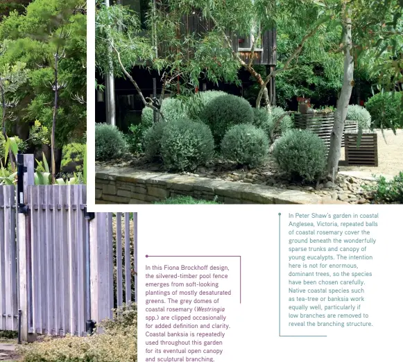  ??  ?? In this Fiona Brockhoff design, the silvered-timber pool fence emerges from soft-looking plantings of mostly desaturate­d greens. The grey domes of coastal rosemary (Westringia spp.) are clipped occasional­ly for added definition and clarity. Coastal banksia is repeatedly used throughout this garden for its eventual open canopy and sculptural branching. In Peter Shaw’s garden in coastal Anglesea, Victoria, repeated balls of coastal rosemary cover the ground beneath the wonderfull­y sparse trunks and canopy of young eucalypts. The intention here is not for enormous, dominant trees, so the species have been chosen carefully. Native coastal species such as tea-tree or banksia work equally well, particular­ly if low branches are removed to reveal the branching structure.