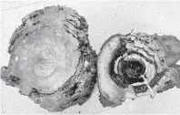  ?? THOMAS CHOUVENC/COURTESY ?? Although termites may kill slash pine trees, they hollow out oak trees, weakening them for storms. “I think we’re on the way to irreversib­ly lose most of these slash pines if we don’t do anything,” said Thomas Chouvenc, assistant professor of urban...