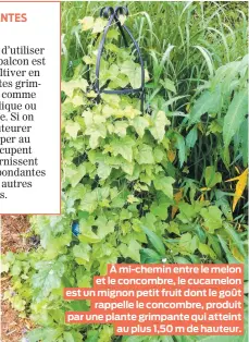  ??  ?? À mi-chemin entre le melon et le concombre, le cucamelon est un mignon petit fruit dont le goût rappelle le concombre, produit par une plante grimpante qui atteint au plus 1,50 m de hauteur.