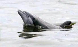  ?? Photograph: Charlie Neibergall/AP ?? A dolphin in Barataria Bay after the Deepwater Horizon oil spill in 2010. The population has been badly affected by lung disease since the disaster.