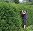  ??  ?? A privet hedge offers privacy, noise reduction and a home for creatures.