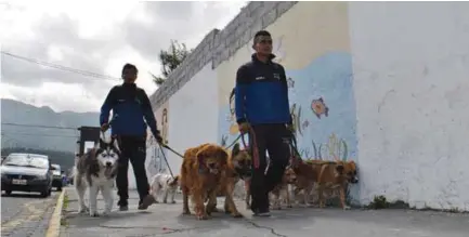  ??  ?? PASEO. ‘Matolusa Dog Walker’ es el emprendimi­ento que brinda el servicio para los canes en Ibarra.