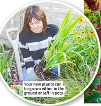  ?? ?? Your new plants can be grown either in the ground or left in pots