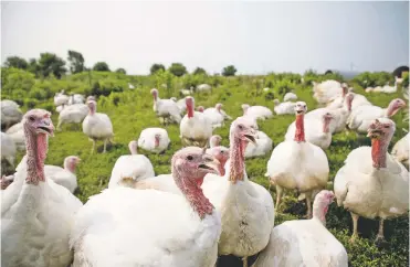  ?? PHOTOS BY KAITI SULLIVAN/NEW YORK TIMES ?? ABOVE: Turkeys roam July 19 in a dedicated 20-acre field at Gunthorp Farms, an independen­t farm that has had trouble competing with agricultur­al giants, in LaGrange, Ind. A flurry of litigation by advocacy groups seeks to combat what they say is a rise in deceptive marketing by food giants.
TOP: Packages of ‘all natural’ chicken breasts from Tyson Foods at a Kroger on July 20 in Franklin, Ind.