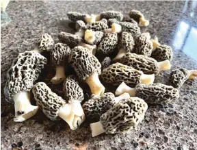  ?? PROVIDED PHOTOS ?? Jay Damm’s nice early find of morel mushrooms (above). Paul Yambrovich’s mixed finds of spring mushrooms (below).