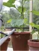  ??  ?? All chilli plants are tender and need warmth to grow well