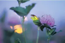  ??  ?? The fireflies turn their mating ritual into a natural laser show.