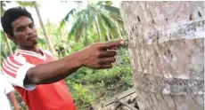  ?? AGUS PRASETYO/BERAU POST ?? TAK BERDAYA: Rafli menunjukka­n bekas cakaran beruang madu pada batang pohon kelapa di Kampung Teluk Sulaiman, Kecamatan Biduk-Biduk.