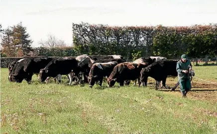  ??  ?? Bulls graze at LIC’S Newstead farm.