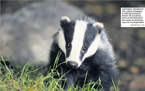  ?? BEN BIRCHALL/PA ?? ‘NATIONAL DISGRACE’: The culling of badgers to halt the spread of bovine TB is pushing some of the animals to the verge of extinction, says our correspond­ent