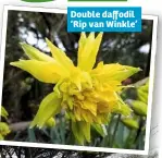  ??  ?? Double daffodil ‘Rip van Winkle’