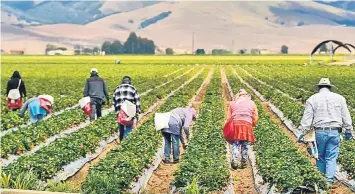  ??  ?? Foreign workers picking strawberri­es in Salinas, California