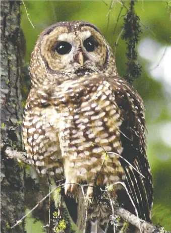  ?? ASSOCIATED PRESS FILES ?? Conservati­on groups celebrated the decision by U.S. President Joe Biden's administra­tion to restore protection­s for the northern spotted owl while they called for more action to save old-growth forests and spotted owl habitat in the Pacific Northwest.