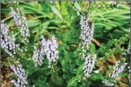  ??  ?? Bloom color and size vary among the many different forms of salvia, but flowers are typically borne on stalks.