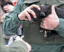  ??  ?? Mr. Mesoras holds the head of a black bear cub as another officer prepares the metal ear tag for attachment.