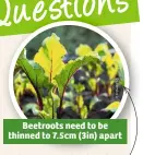  ??  ?? Beetroots need to be thinned to 7.5cm (3in) apart