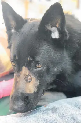  ?? Photo / NZ Police ?? The police dog is improving after being shot in Northland.