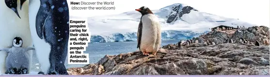  ?? ?? Emperor penguins caring for their chick and, right, a Gentoo penguin on the Antarctic Peninsula