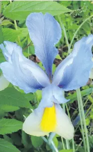  ?? HELEN CHESNUT PHOTOS ?? Dutch irises bloom in late spring. The flowers are popular with flower arrangers.
