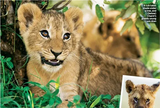  ??  ?? A cub takes shade under a tree, and (below) Charm’s greedy young son Alan