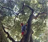  ??  ?? In libertà I bambini della scuola materna Skoven a Holeby, sull’isola di Lolland, in Danimarca (foto grande e sotto). I piccoli giocano tra gli alberi nell’asilo nel bosco di Ostia, in attività da 15 anni (al centro e sotto)