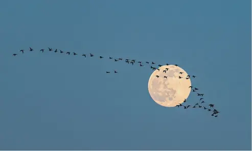  ?? ?? John and Jean, from Coastal JJ, sent in this photo of a flock of geese flying in front of the rising Moon at East Wittering