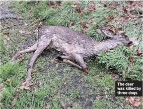  ??  ?? The deer was killed by three dogs
■■Anyone with any informatio­n should contact police on 101, quoting crime number 1321022860­1.