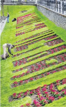  ?? DARREN STONE, TIMES COLONIST ?? Workers tend to the Welcome to Victoria flower bed at the Inner Harbour last week. Artists from the Songhees Nation will once again set up below the flower garden this summer.