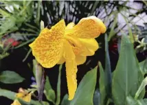  ??  ?? The Exotic Garden at Wisley, main; yellow canna, above; a ginger plant, inset right