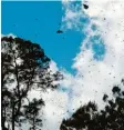  ?? Foto: dpa ?? Lauter Monarchfal­ter sind nun in ihrem Winterquar­tier in Mexiko angekommen. Du erkennst sie als die schwarzen Punkte in der Luft.
