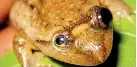  ?? ?? Eye diseases which are very common in Sri Lankan frogs now