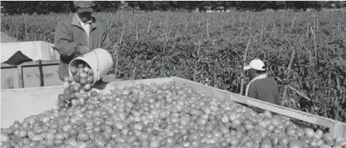  ?? FOTO: EL DEBATE ?? > Jornalero agrícola trabajando en un campo de cultivo de tomate.