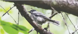  ?? DAVID BLOOM ?? Scientists say some birds, like the black-capped chickadee, are particular­ly susceptibl­e to traffic noise, meaning the decrease in traffic during the pandemic could mean more sightings in urban areas.