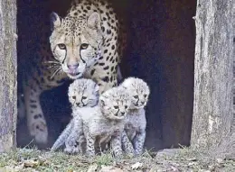  ?? AP ?? Cheetah mother Isantya looks at her three little babies at their enclosure at the zoo in Muenster, Germany on Friday.