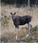  ?? Bild: PONTUS LUNDAHL/TT ?? ÄLGAR KAN VARA SJUKA. Det är ”inte osannolikt” att galna älg-sjukan finns i Sverige, enligt Statens veterinärm­edicinska anstalt.