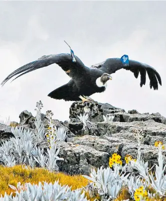  ?? JAIME MORENO VARGAS/ADN ?? Estas aves, en vía de extinción, transmitir­án informació­n valiosa que ayude a su preservaci­ón.