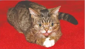  ?? ROBIN MARCHANT/GETTY IMAGES ?? A social media star in life, Lil Bub earned heartfelt tributes upon her death.