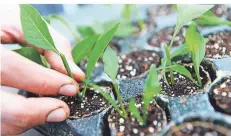  ?? FOTO: CAROLINE SEIDEL/DPA ?? Im Frühjahr Stecklinge schneiden und einzeln in die Erde setzen: So vermehrt man seine eigenen Pflanzen.
