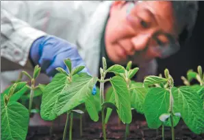  ?? PROVIDED TO CHINA DAILY ?? A scientist at the Syngenta Beijing Innovation Center investigat­es soybean seedling growth in 2016. This belongs to a Syngenta research project for new breeding technology.