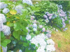  ?? Photo / Supplied ?? Hydrangeas are star performers in the summer garden.