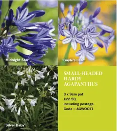  ??  ?? ‘Midnight Star’ ‘Silver Baby’ ‘Gayle’s Lilac’
SMALL-HEADED HARDY AGAPANTHUS
3 x 9cm pot £22.50, including postage. Code – AGWOOT1
Agapanthus ‘Midnight Star’
A.
Agapanthus ‘Gayle’s Lilac’
Agapanthus