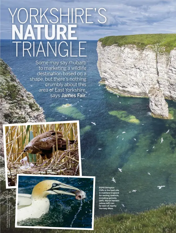  ??  ?? RSPB Bempton Cliffs is the best site in mainland England for nesting seabirds, including gannets ( left). Marsh harriers ( above left) can be seen at nearby Hornsey Mere.