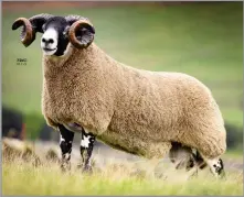  ?? ?? TOP PRICED shearling ram at £16,000 from Marbrack