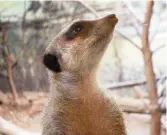  ?? - Acadie Nouvelle: Patrick Lacelle ?? Un suricate.